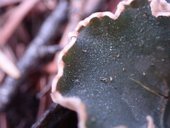 Peltigera malacea