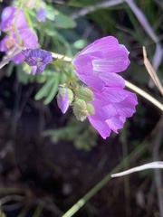 Sidalcea calycosa