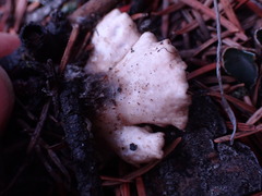 Peltigera malacea