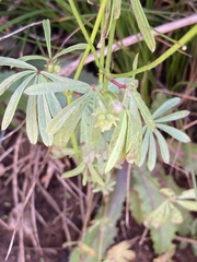 Sidalcea calycosa