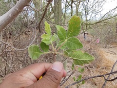 Bursera