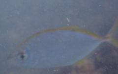 Caranx bartholomaei