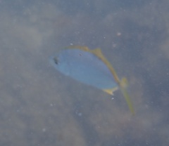 Caranx bartholomaei