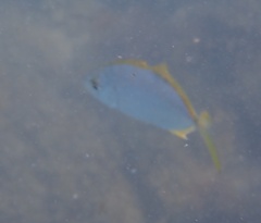 Caranx bartholomaei