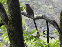 Momotus aequatorialis