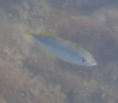 Caranx bartholomaei
