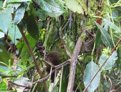 Cinnycerthia olivascens