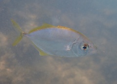 Caranx bartholomaei