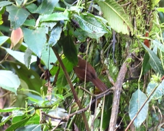 Cinnycerthia olivascens