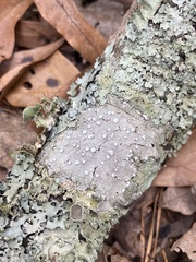 Neoprotoparmelia capitata