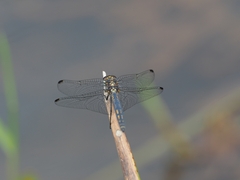 Trithemis furva