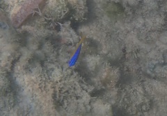 Stegastes leucostictus