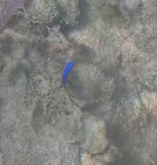 Stegastes leucostictus