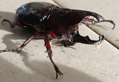 Xylotrupes gideon
