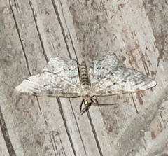 Hypagyrtis piniata