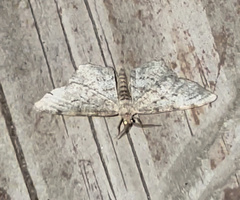 Hypagyrtis piniata