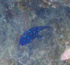 Microspathodon chrysurus