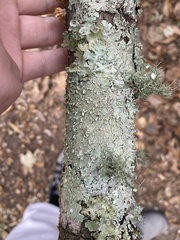 Canoparmelia cryptochlorophaea