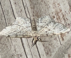 Hypagyrtis piniata