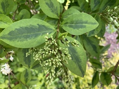 Ligustrum