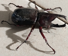 Xylotrupes gideon