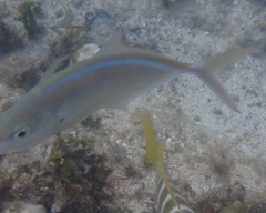 Caranx ruber
