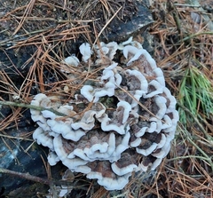 Thelephora terrestris