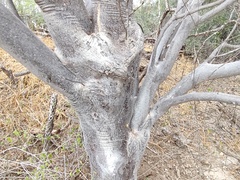 Bursera