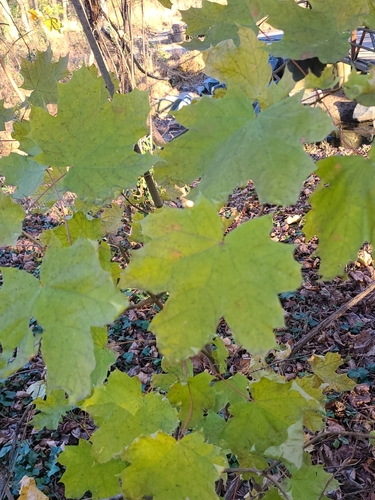 Norway Maple