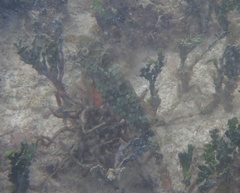Sparisoma chrysopterum