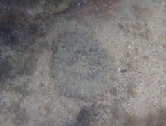 Actinostella flosculifera