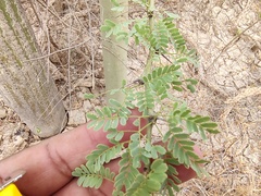 Parkinsonia praecox