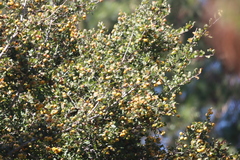Crataegus mexicana