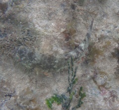 Sparisoma chrysopterum