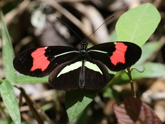 Heliconius