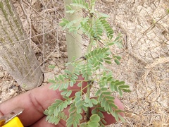 Parkinsonia praecox
