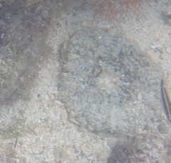 Actinostella flosculifera