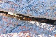 Pseudocordylus microlepidotus