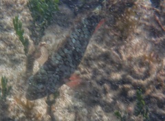 Sparisoma chrysopterum