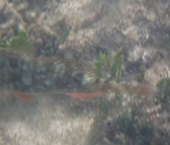 Sparisoma chrysopterum