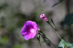 Ipomoea orizabensis