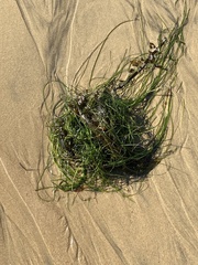 Phyllospadix torreyi