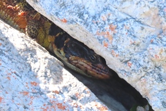 Pseudocordylus microlepidotus