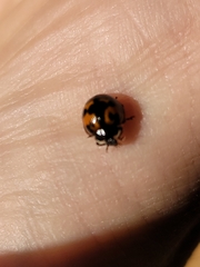 Harmonia axyridis