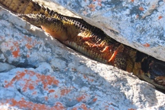 Pseudocordylus microlepidotus