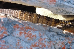 Pseudocordylus microlepidotus