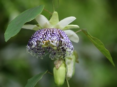 Passiflora actinia