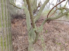 Parkinsonia praecox