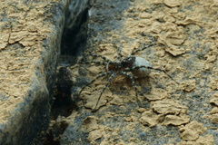 Pardosa lapidicina