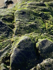 Flavoplaca